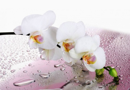 Столешница Лотос 70, венге/орхидеи